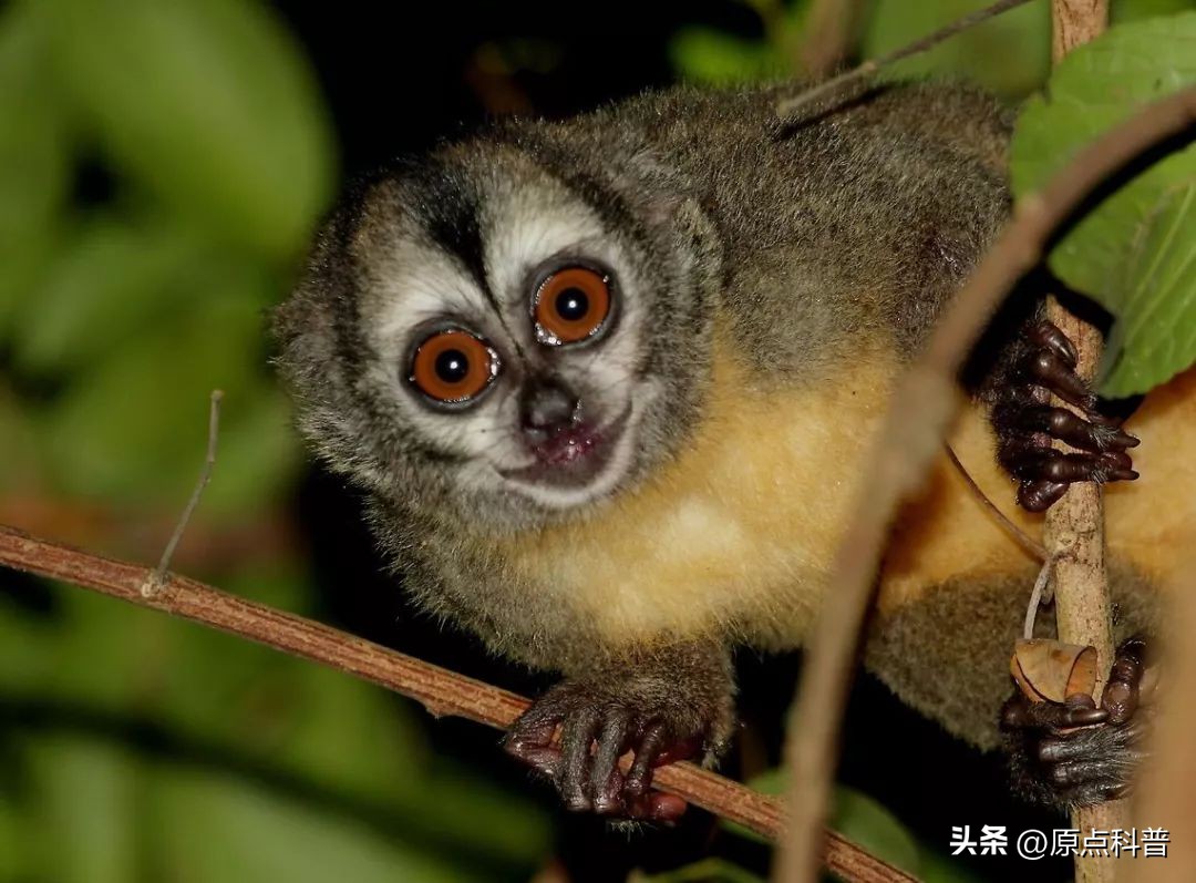 金丝猴是世界上最美猴子吗,世界上最濒危的猴子是什么猴