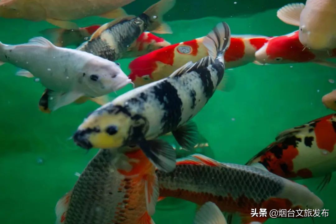 烟台祥和花鸟市场,烟台花鸟市场