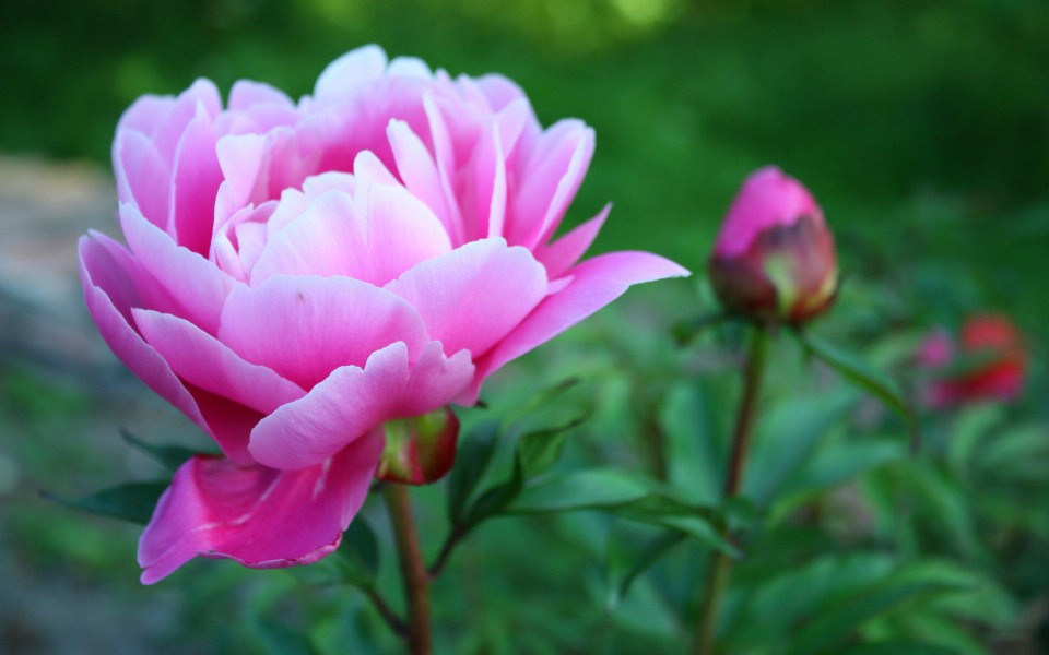 爱上一座城需要理由吗？欧阳修对洛阳的爱，蕴藏在一朵朵牡丹花中