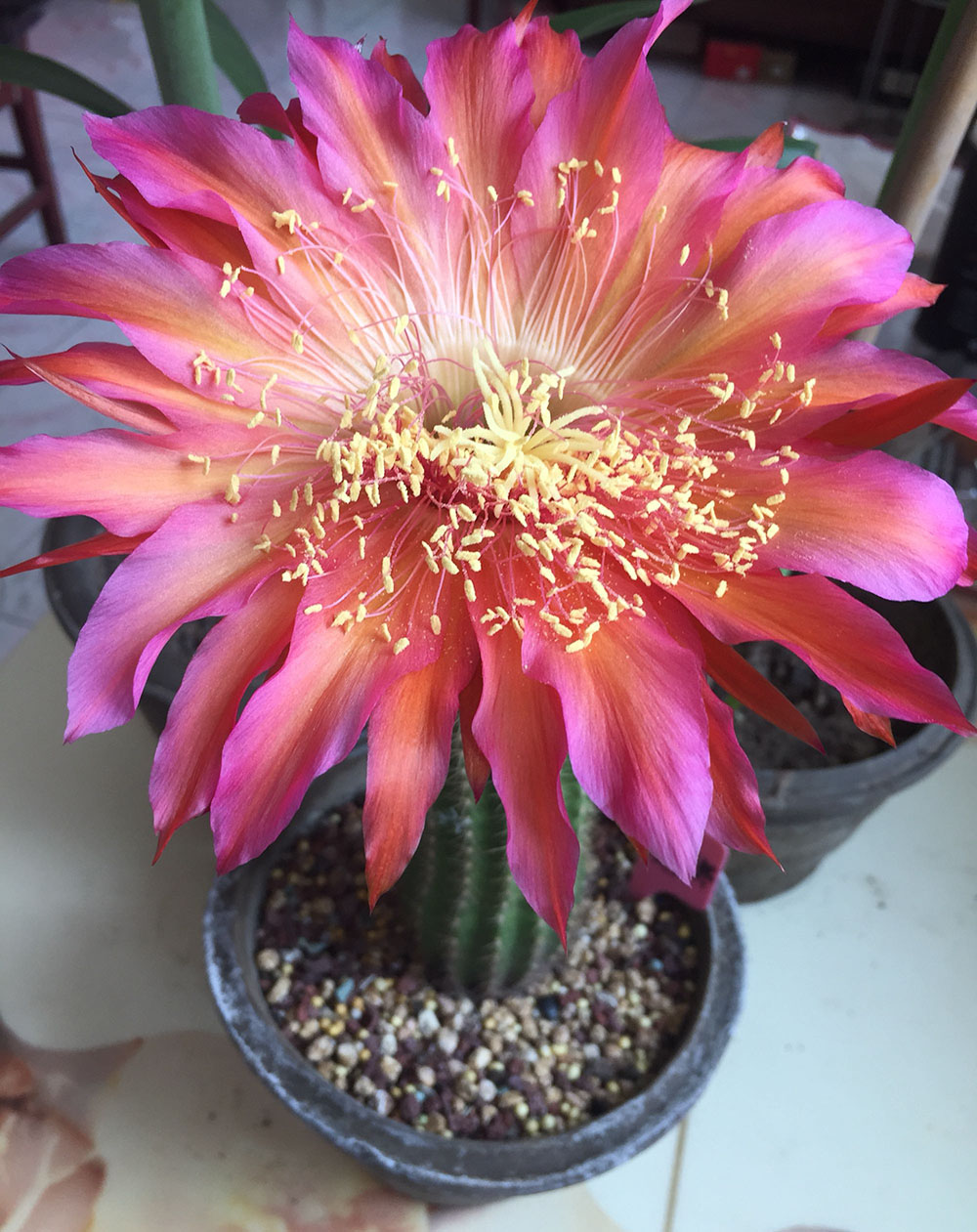 毛花柱仙人球品种大全,顶级精品仙人球花