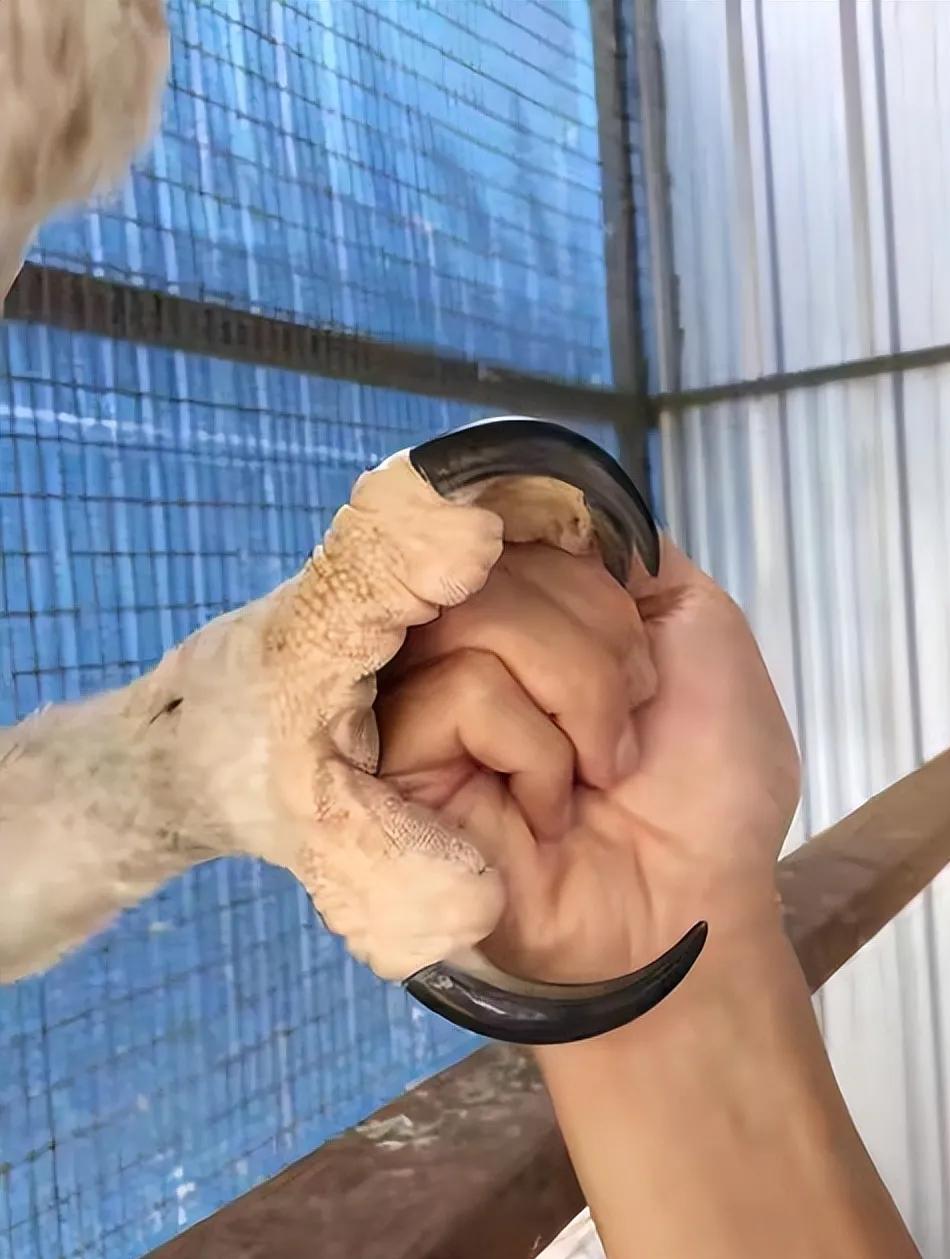 哪些鸟是猛禽,什么鸟属于猛禽