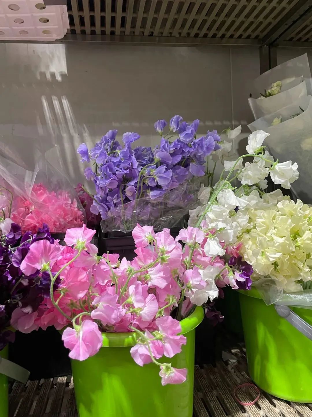 鲜花在水里能养几天会死,新加坡盆栽花卉怎么养