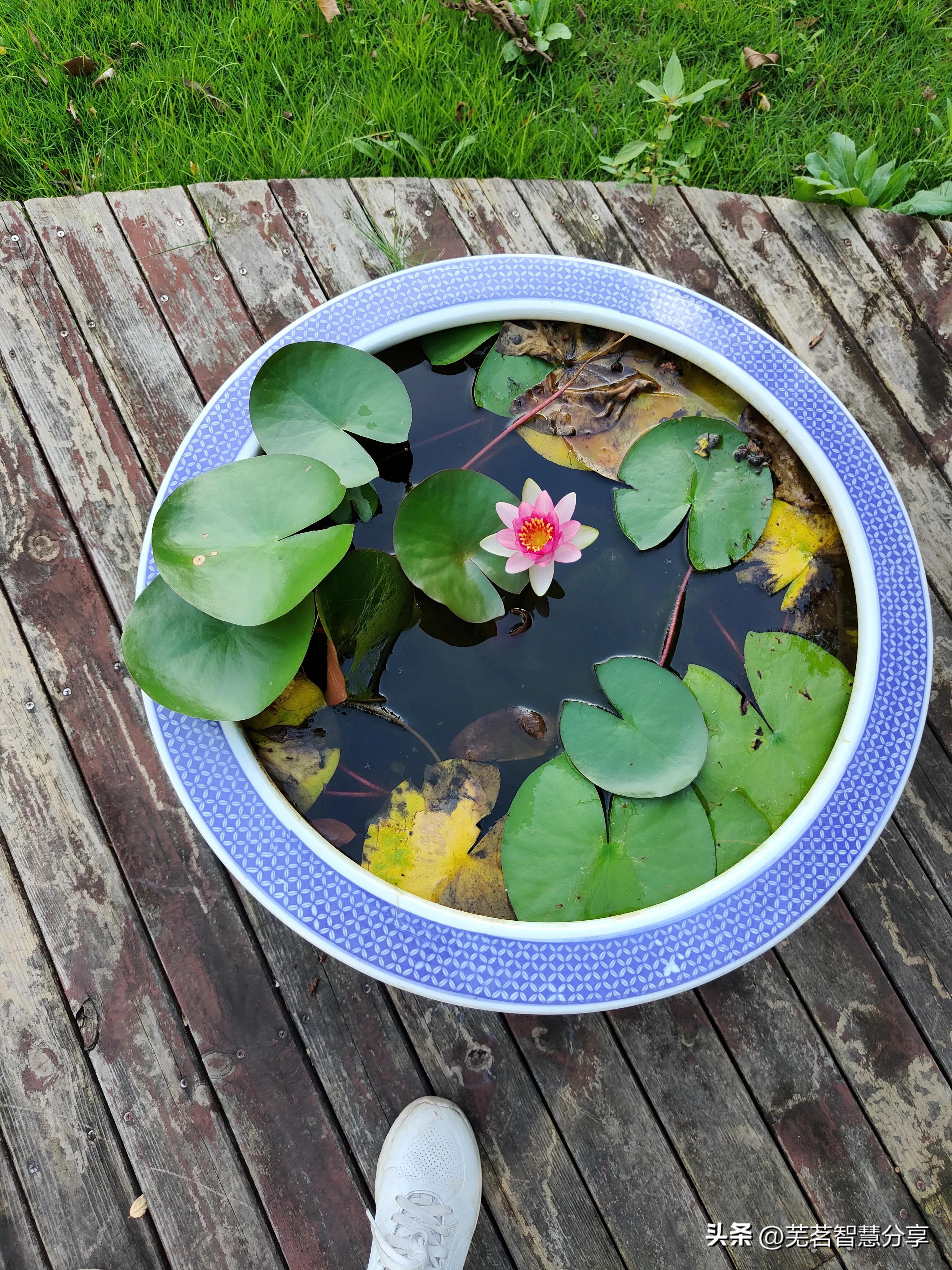 蚊子咬了拔罐管用吗,毒蚊子咬后可以放血拔罐吗