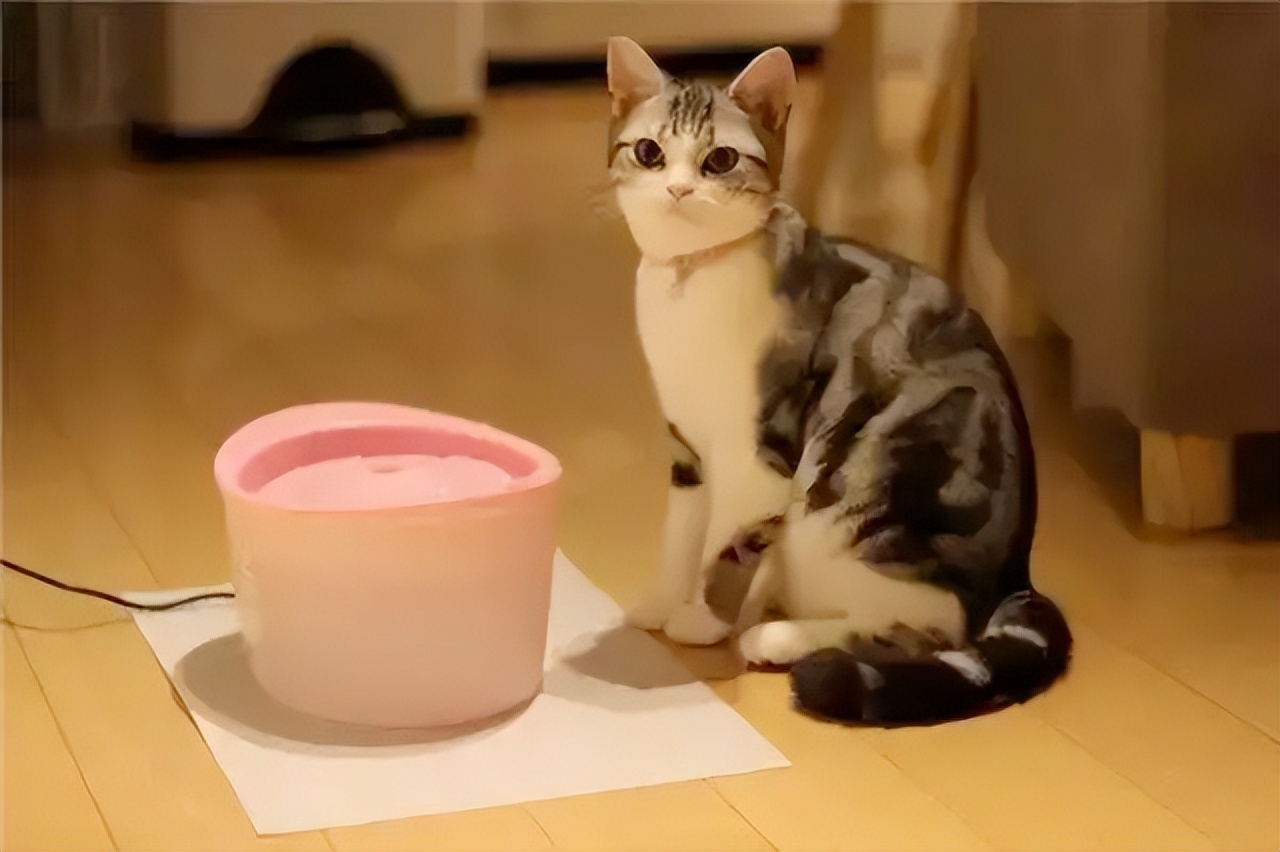 猫咪中暑的症状,猫咪中暑有什么表现