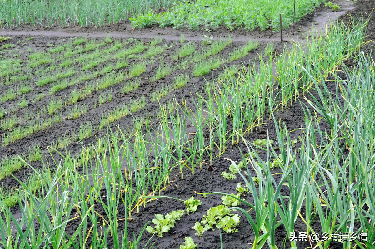 温度降到多少对小麦浇过冬水不利,气温下降麦子能浇水吗