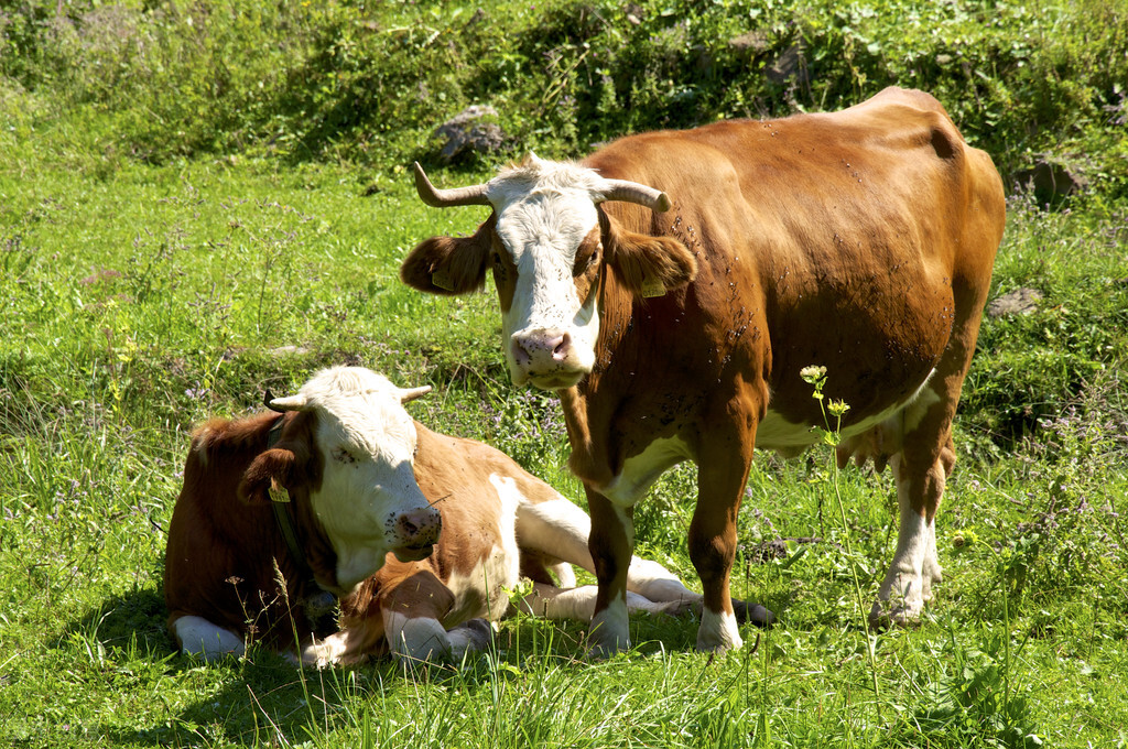 大母牛反复拉稀怎么治,大母牛长期拉稀便血怎么治疗