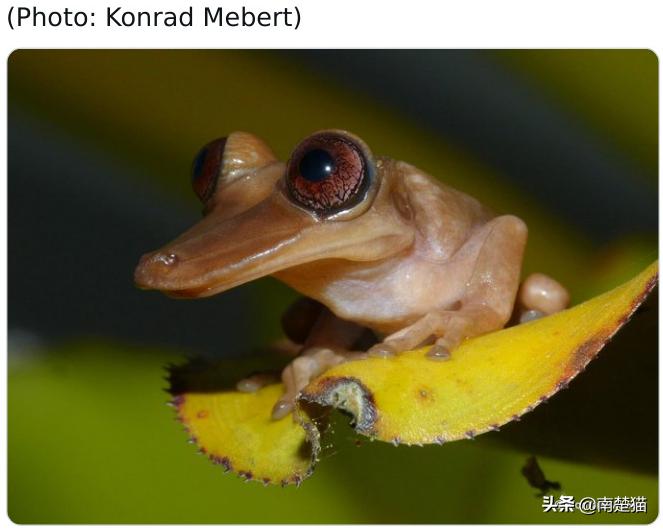 分享各种各样的动物,保证你没见过的20种新动物