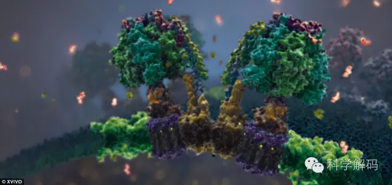 生命体内的微观世界,一滴水放大10000倍后的微观世界