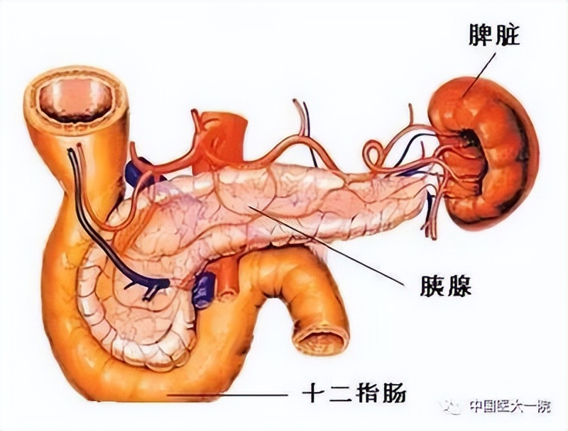 母猪脾大是什么病,哪些病会脾大