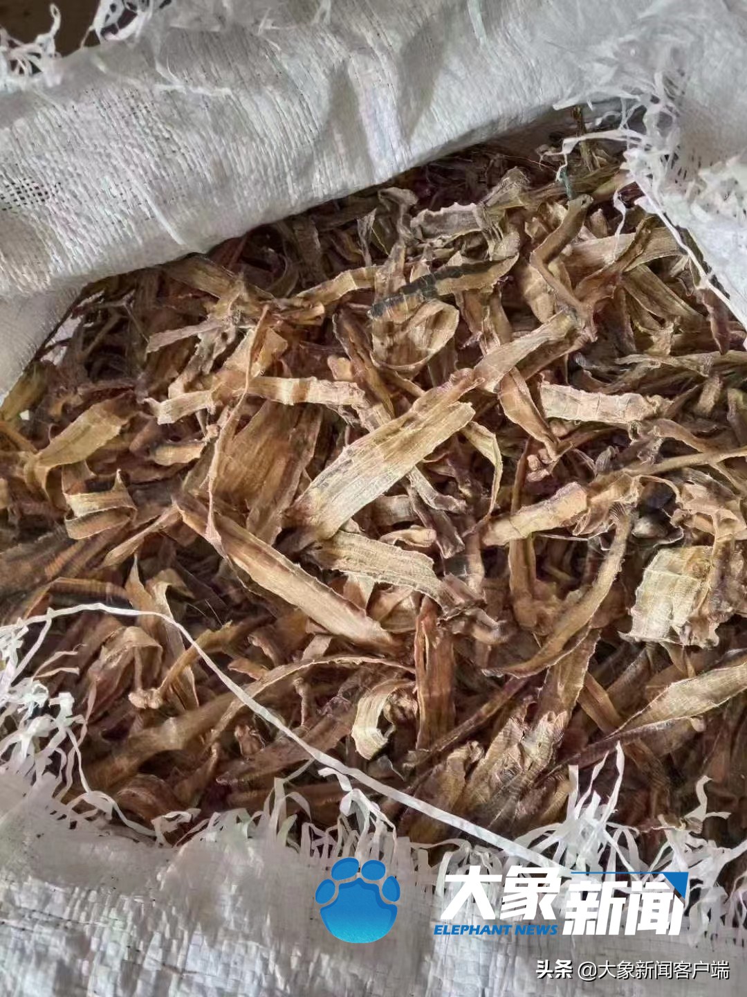 野生蚯蚓抓捕违法吗,野生蚯蚓抓捕骗局