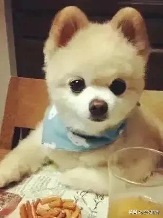 宠物狗应该怎么养详细介绍科普,宠物狗喂养及训练方法有哪些