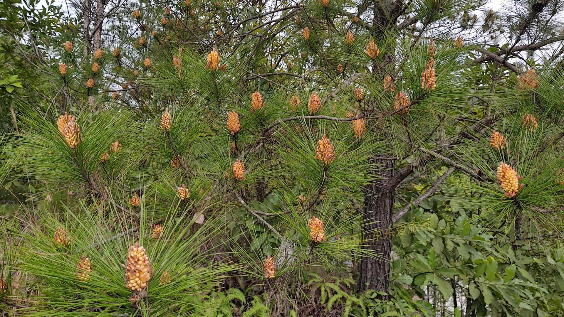 大家纷纷出去赏樱花，我却和老婆偷偷去山里看松树花，收获如何？