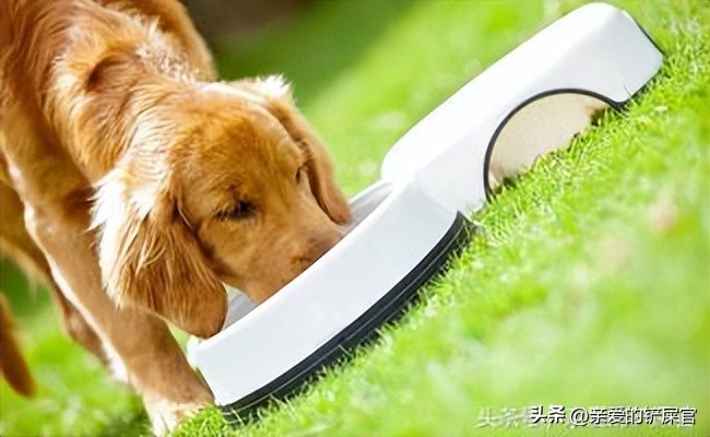 如何训练狗狗定点解大小便,快速教会狗狗定点排便