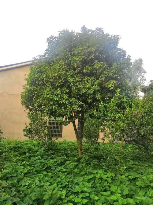 调味香叶是什么树的叶子,大料里的香叶是什么植物的叶子