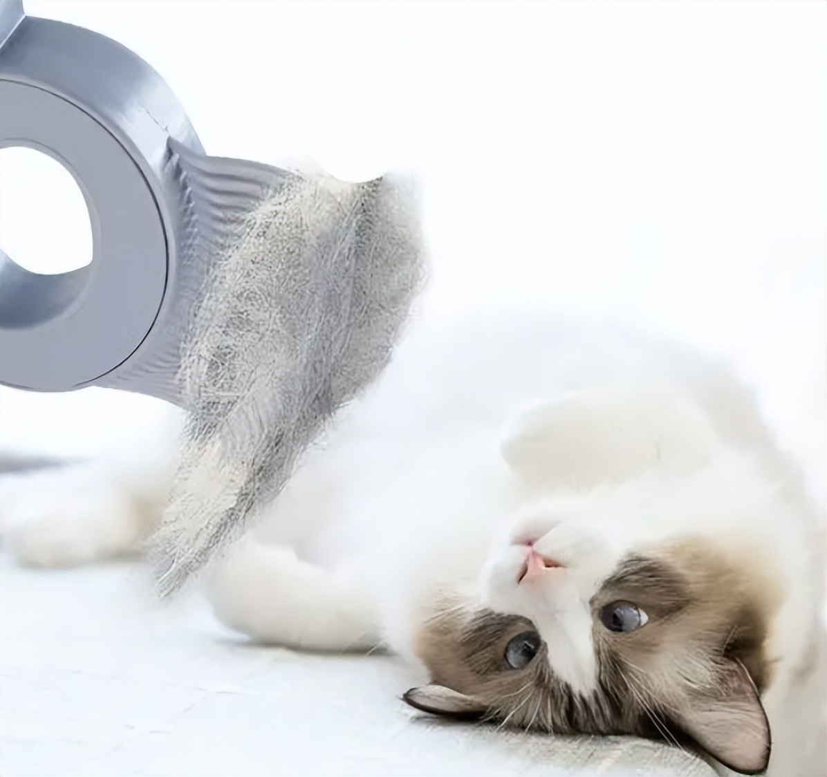 新手养猫不迷路,第一次养猫准备这些就够了