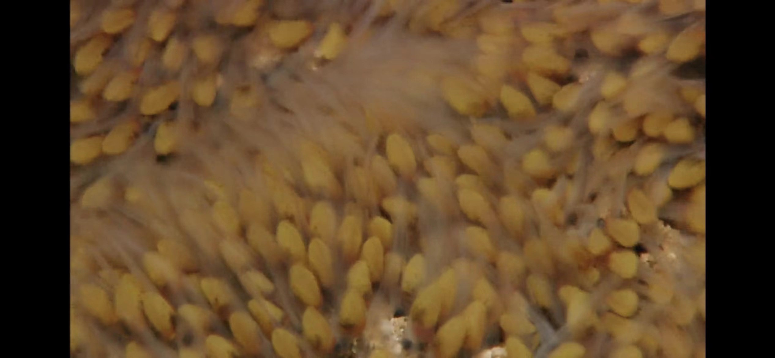 精心挑选6种最容易饲养的观赏鱼,新手饲养观赏鱼有哪些推荐