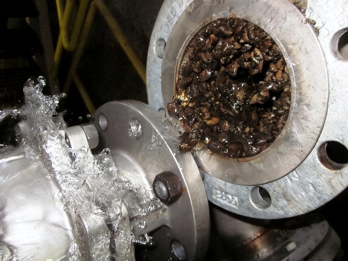 从宠物到泛滥成灾，进入北美的金鱼有多不讲武德？五大湖已快崩溃