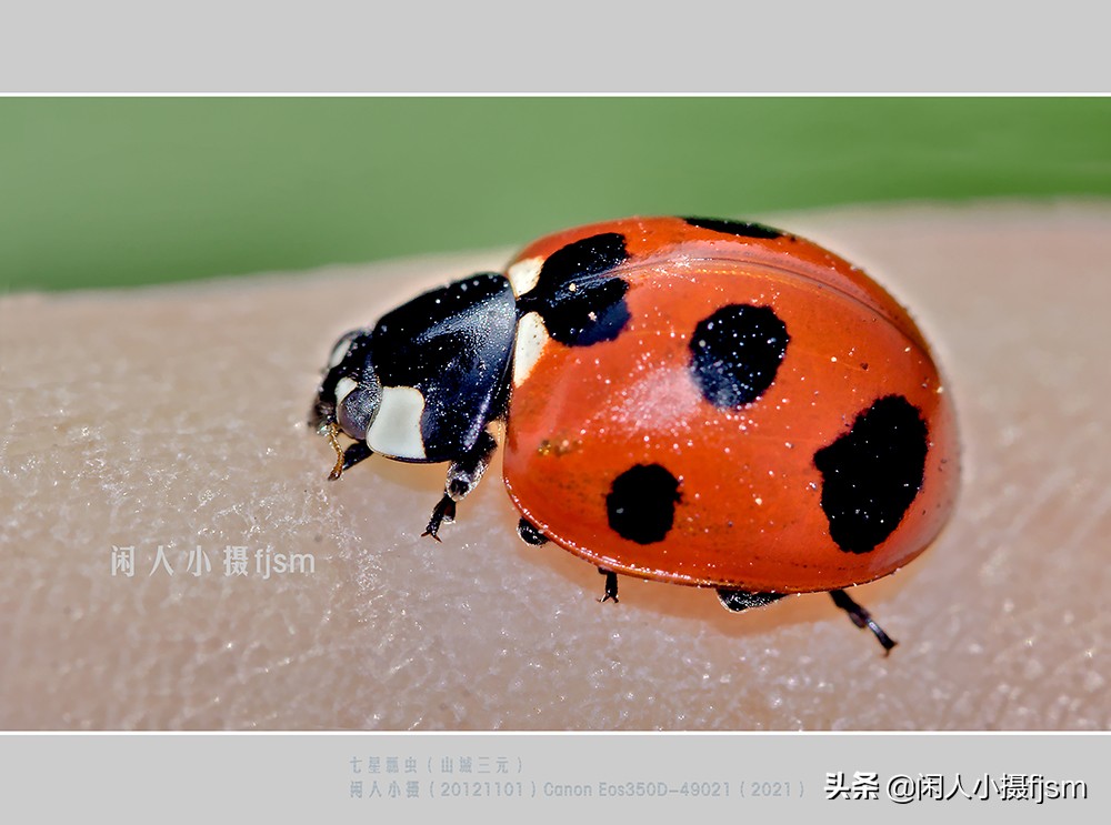 近距离拍摄昆虫小动物,常见昆虫微距摄影活动