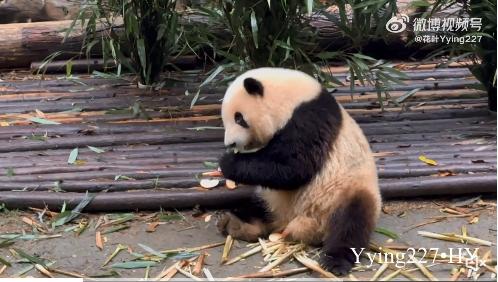 花花：接住谭爷爷给的小苹果，仿佛接住了整个世界。