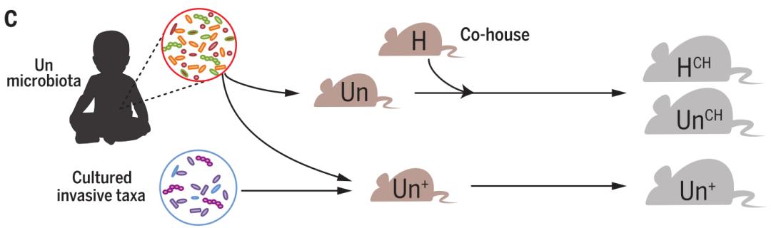 小儿肠道发育迟缓能治愈吗,营养不良发育迟缓后期还能长高吗