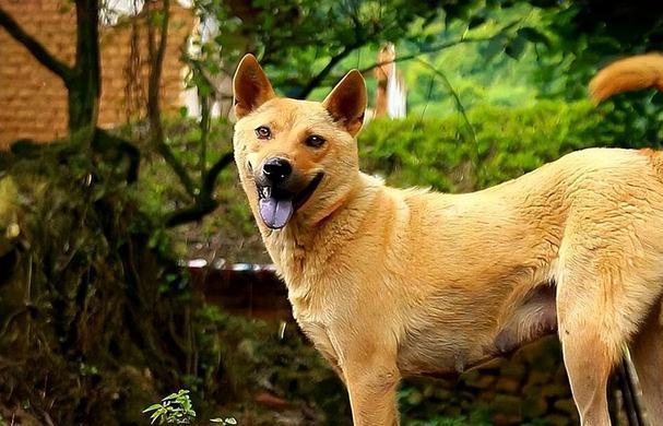 农村养狗是否违规,农村养狗扰民犯法吗