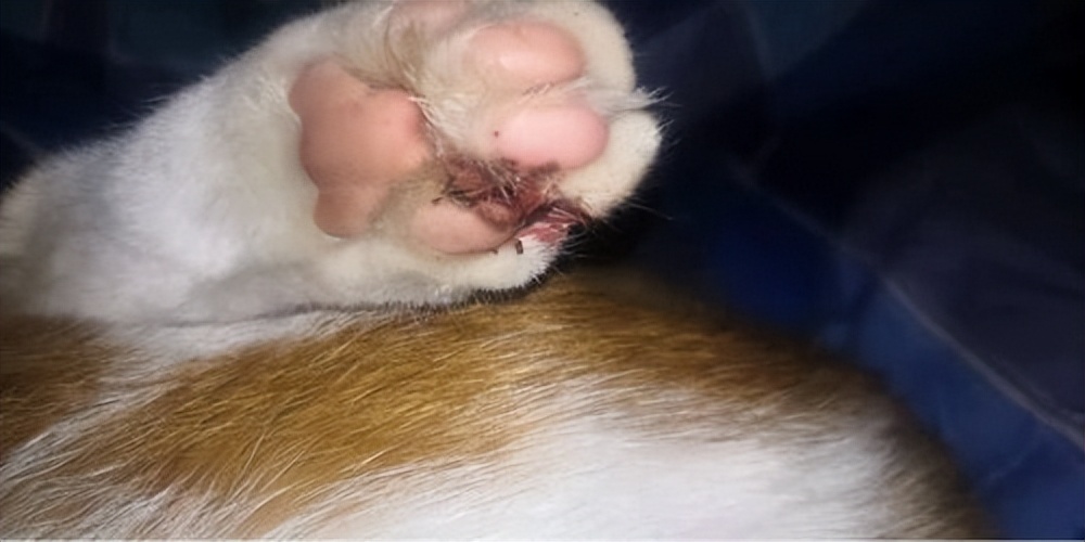 猫咪指甲掉了出血怎么办,猫咪的指甲长到肉里了怎么办
