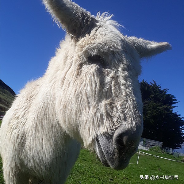 新西兰格伦诺基动物体验农场:一家以动物体验为主题的特色农场