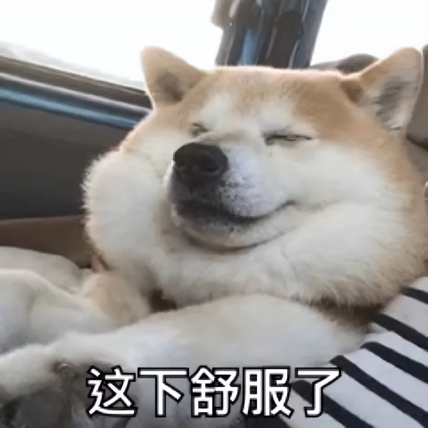 离谱！山东大哥专卖死人车：车有多凶，全看小*狗黑**上车坐哪？？