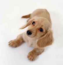 狗狗老是爱吃萝卜,狗狗老是吃自己的毛怎么办