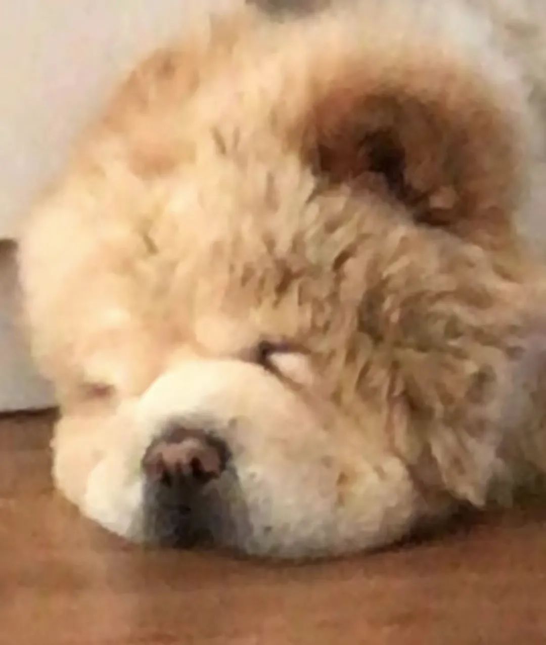 老妈给狗申请微信号,拉进家族群,每天更新朋友圈…可看完我却哭了