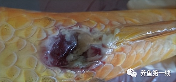 鲤浮肿病毒,CEV：鲤浮肿病研究进展与治疗鲤传染性水肿病的探讨