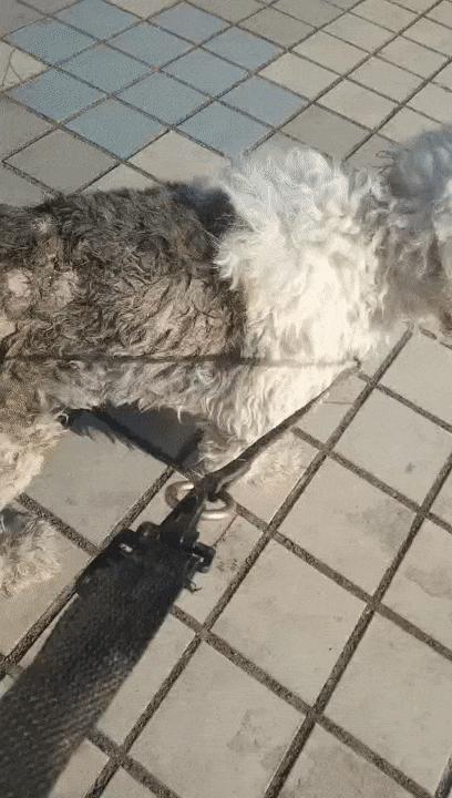 古牧生病前兆,古牧被遗弃了