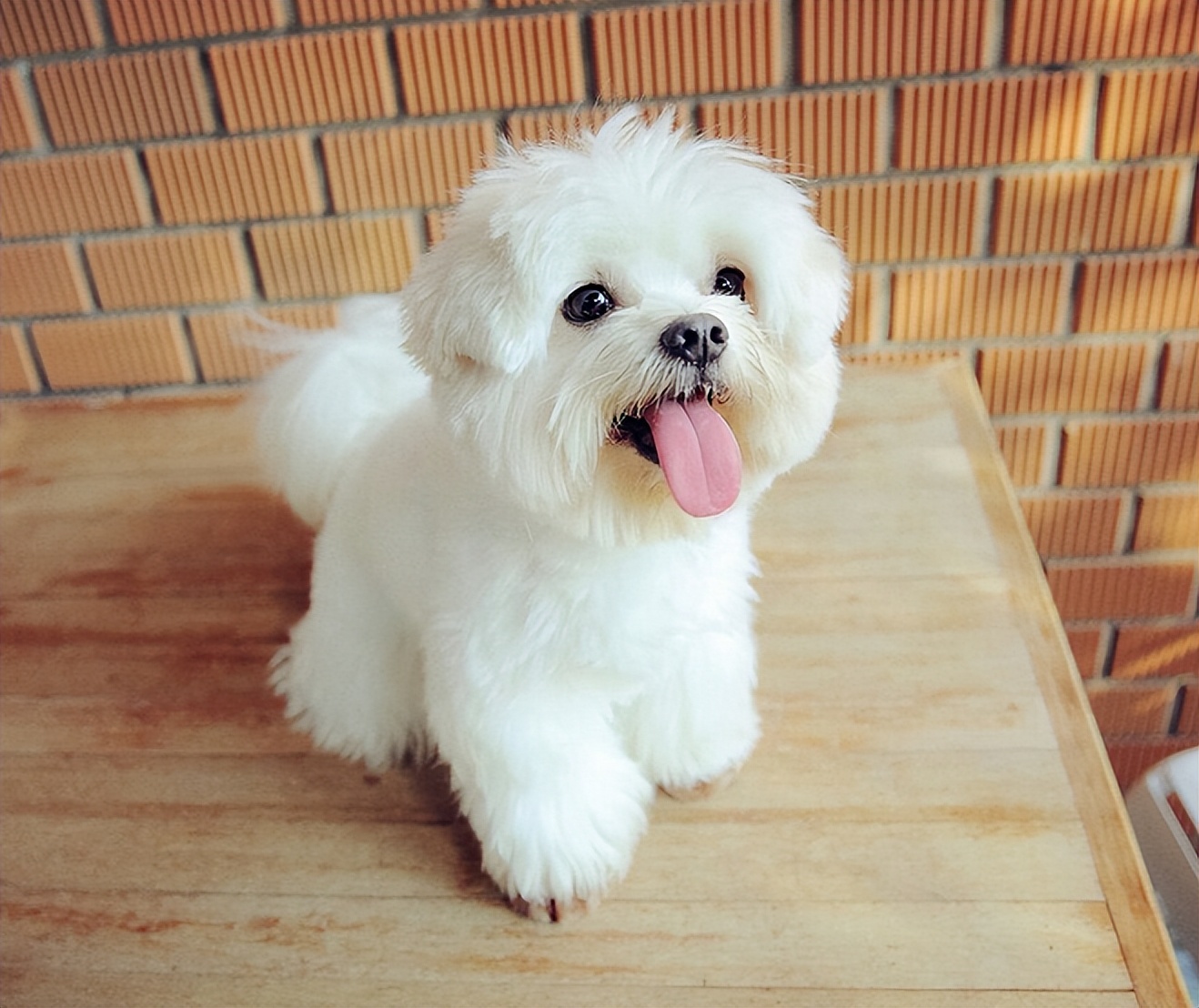 适合女生养的中小型犬推荐,十大适合女孩子养的小型犬