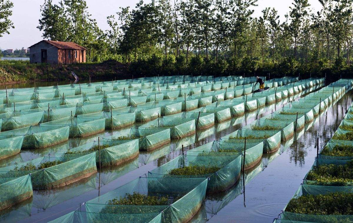 蚂蟥吃到肚子里会存活吗,不小心把蚂蟥吞到肚子里怎么办