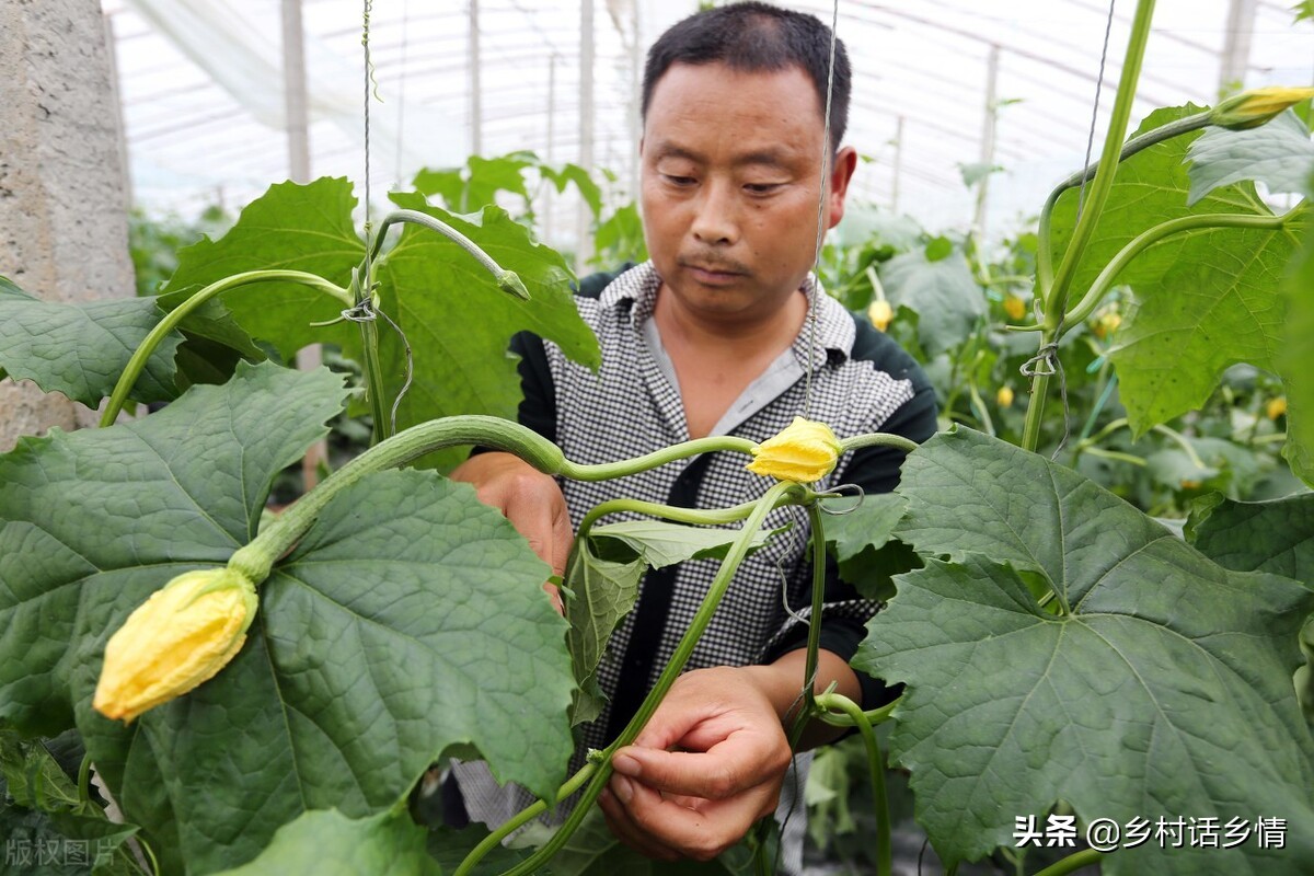 不打农药不施肥的蔬菜怎么种植,四种蔬菜浇水方法