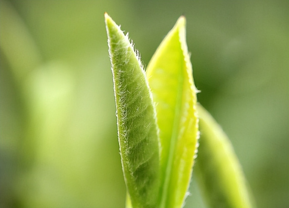 网购茶叶为什么没有实体店的好,为什么网购茶叶便宜