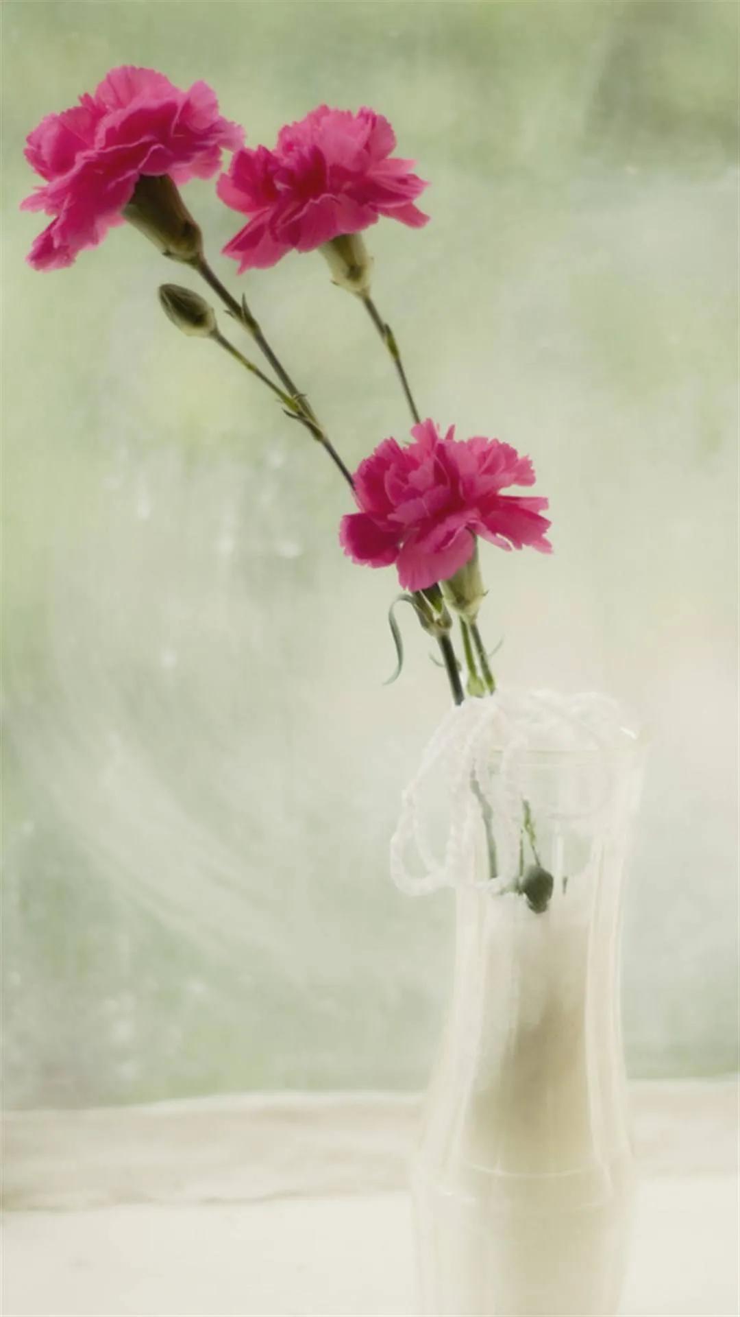 康乃馨花束壁纸,康乃馨壁纸手机超清全面屏