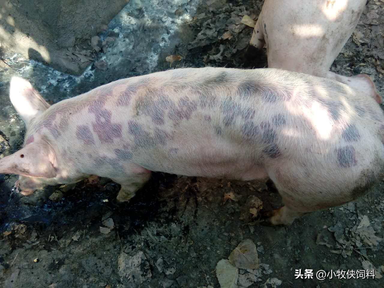 治疗猪丹毒的首选药是什么,猪丹毒有什么防治措施