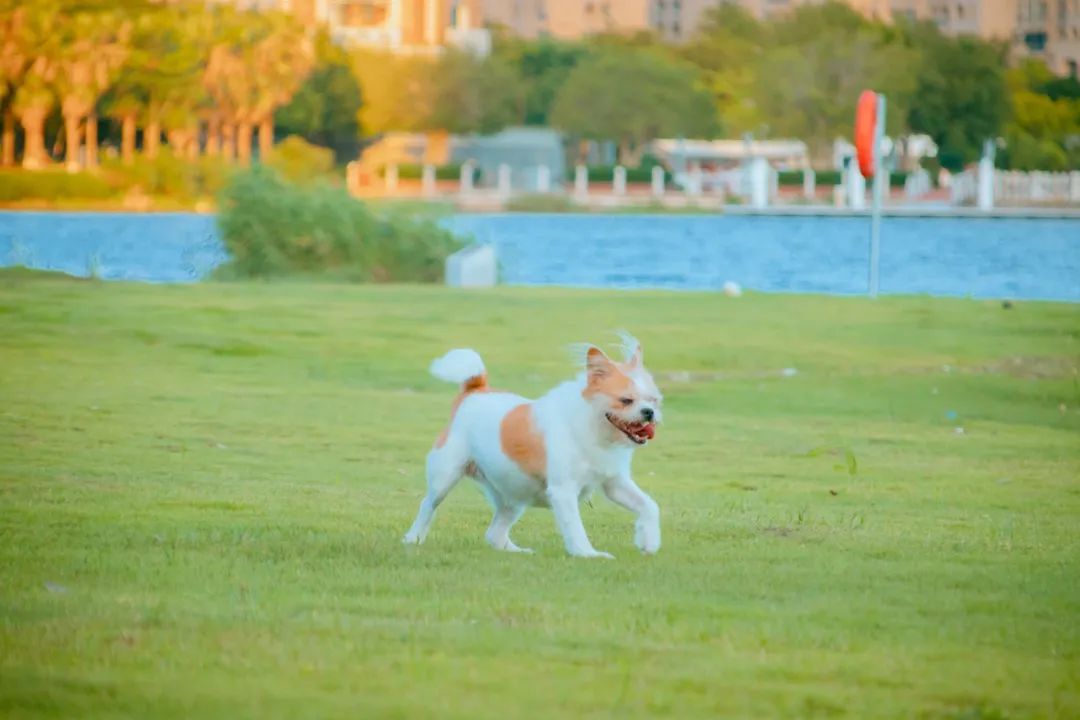 厦门油画公园,厦门油画写实风景