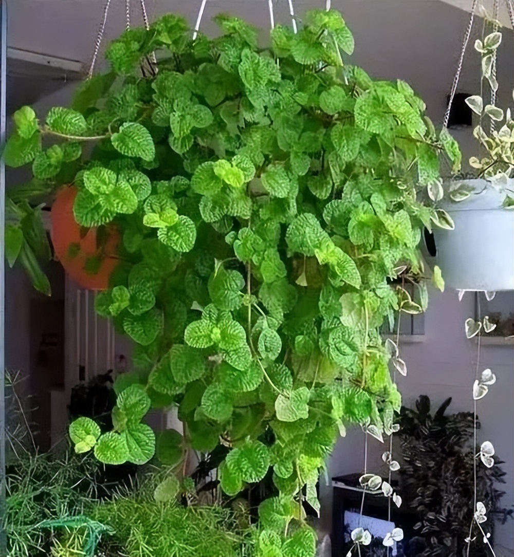 极度耐阴常绿10种花,6种花特别耐阴