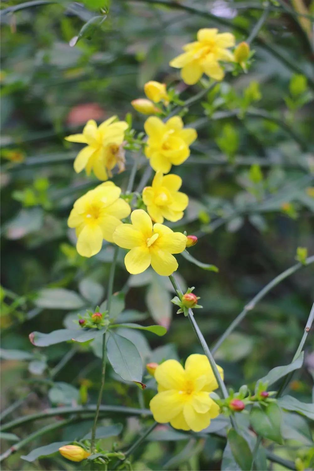 在春暖花开里抓住春天的尾巴,沐浴在春暖花开的春天里