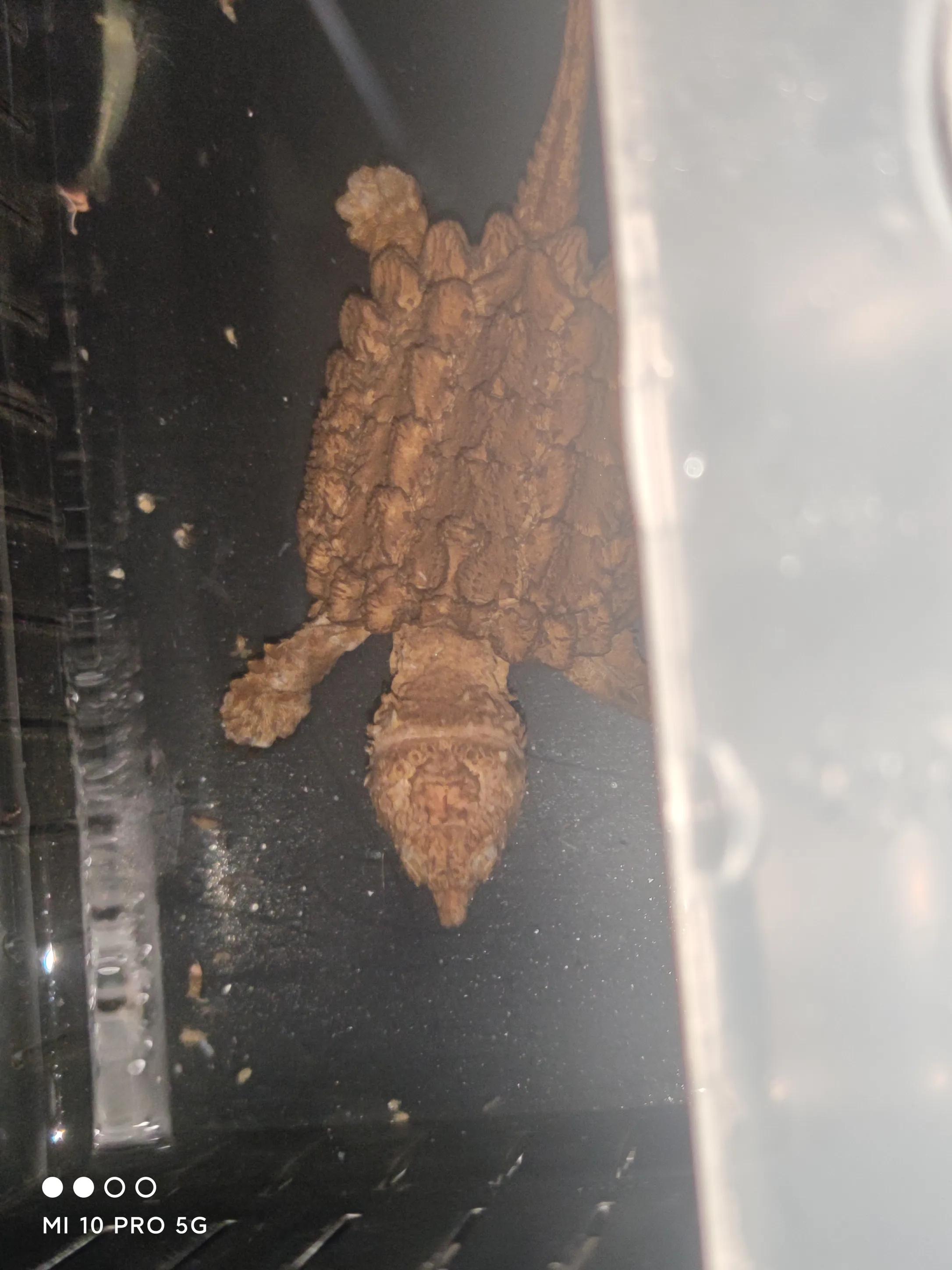 佛鳄龟日常养护知识,纯佛鳄龟怎么养2到3厘米佛鳄