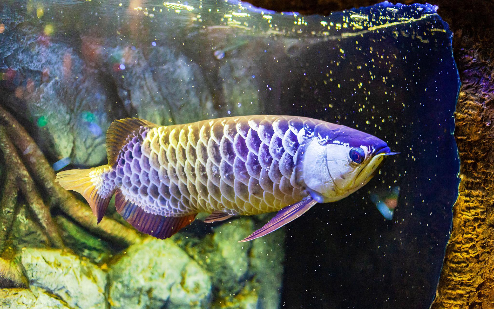 龙鱼沉底翻肚怎么急救,龙鱼撞缸趴缸的治疗方法