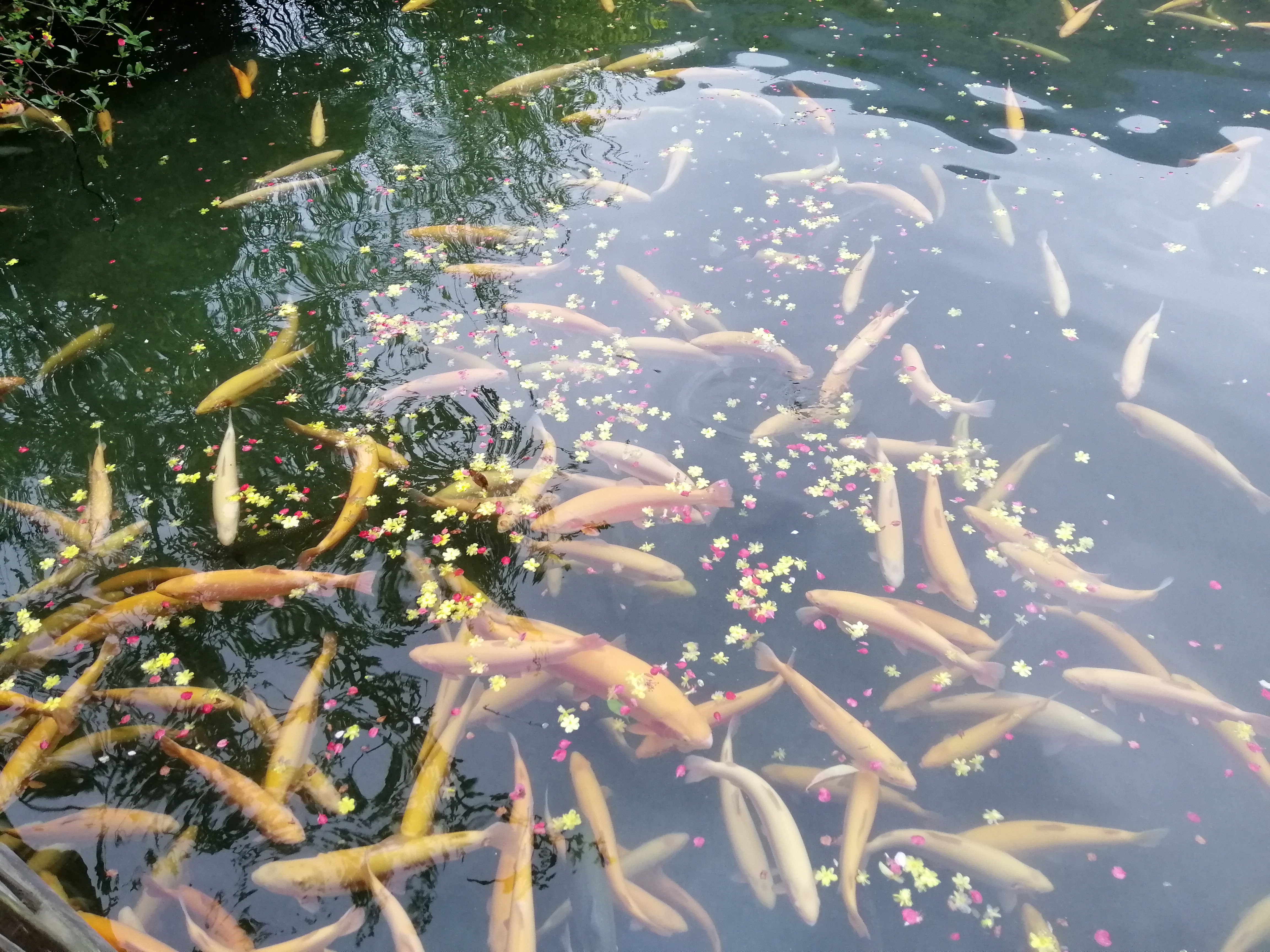 “种草”《大河恋》,解锁大虹鳟,也寻找着生命的意义