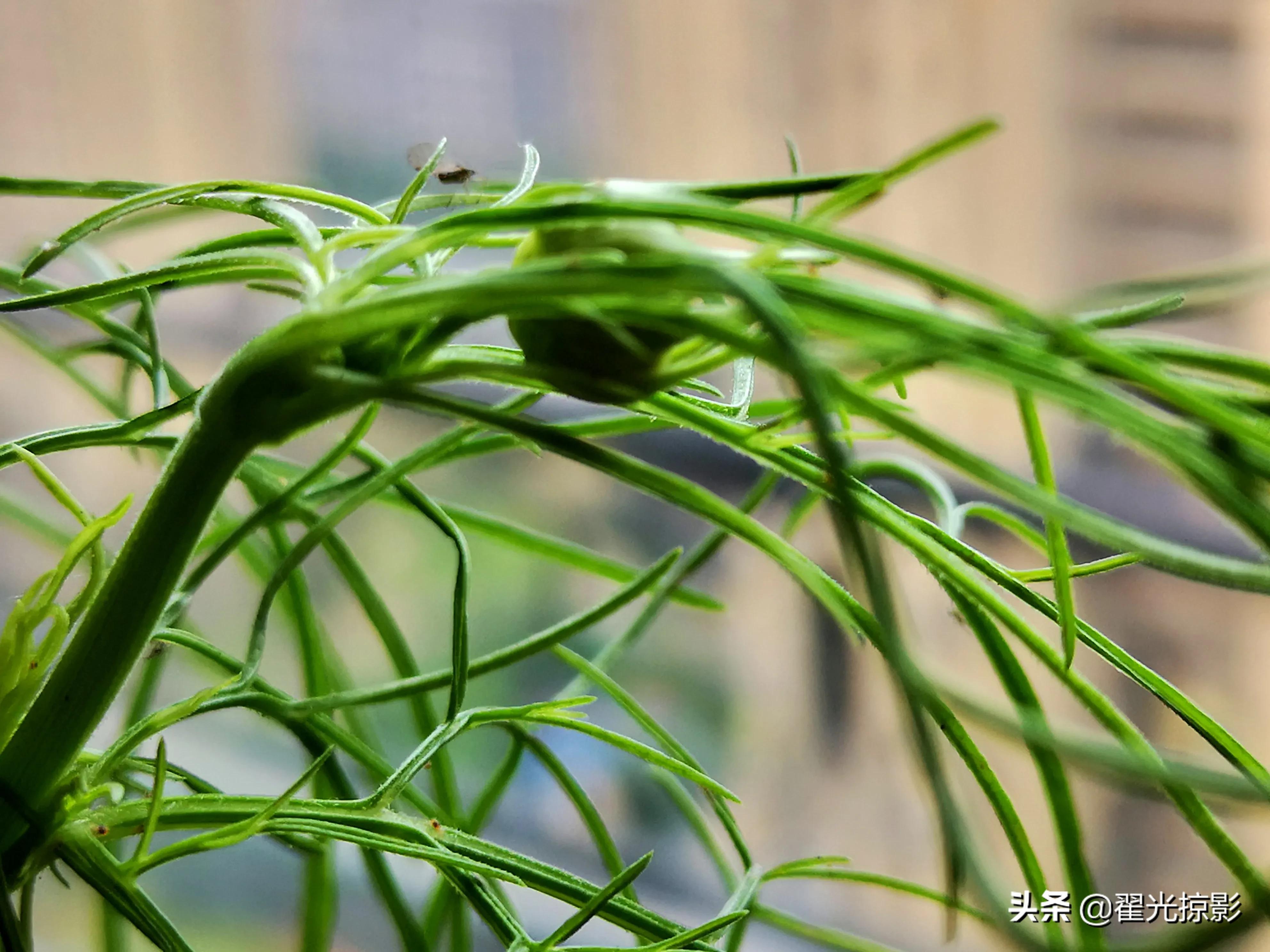 波斯菊坚强,波斯菊的秘密