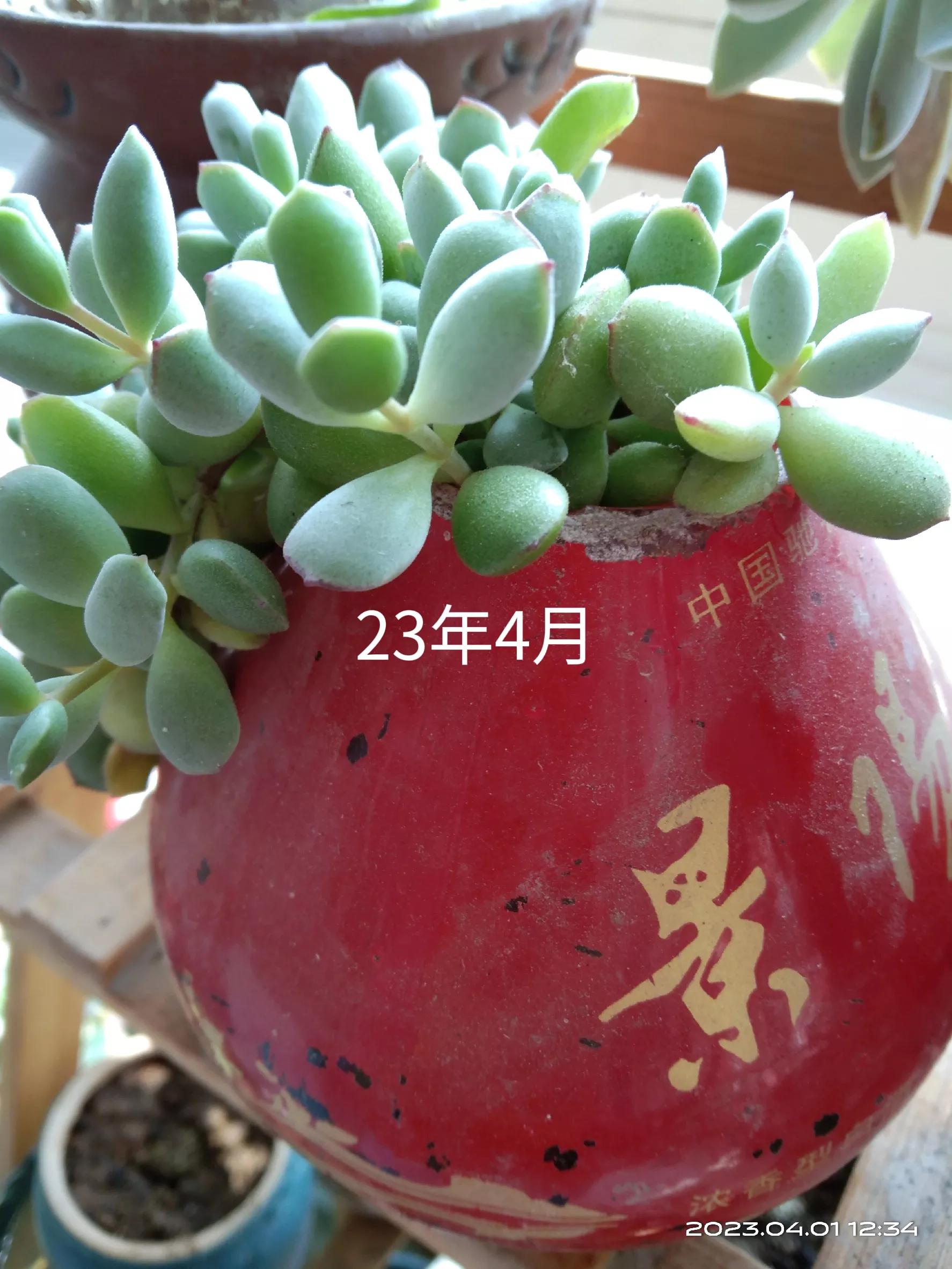 用过酒瓶能养花吗,用酒瓶养花养什么花