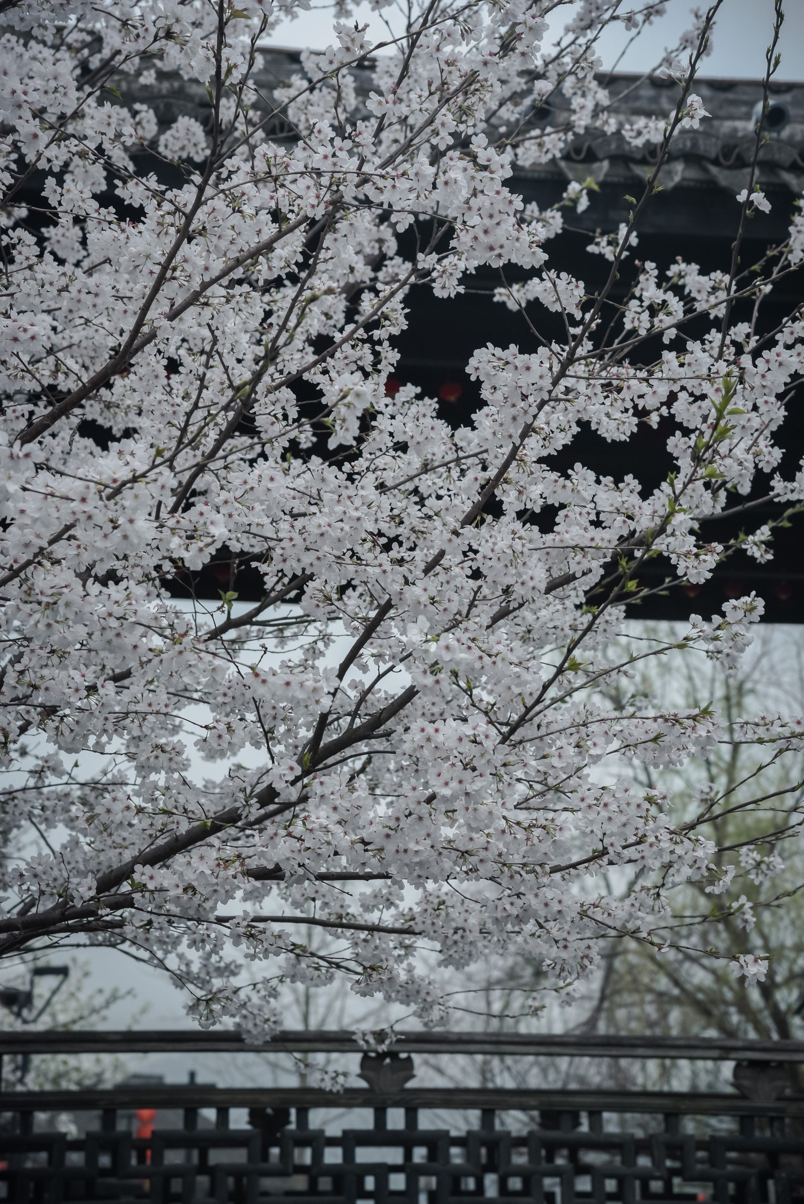 宁波慈溪鸣鹤古镇,千年古镇宁波鸣鹤古镇