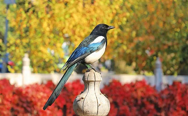 清华大学计算机科学与技术系好吗,清华大学计算机科学与技术系就业