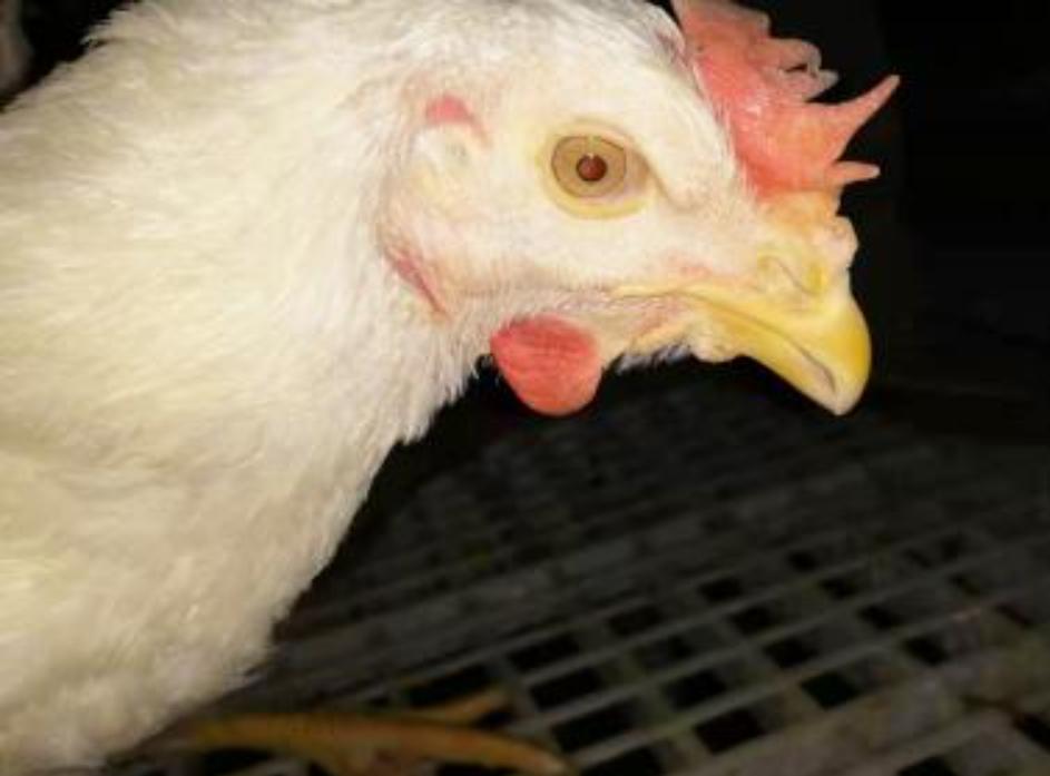 五毒之一的蜈蚣为什么怕公鸡,公鸡为什么能打败蜈蚣