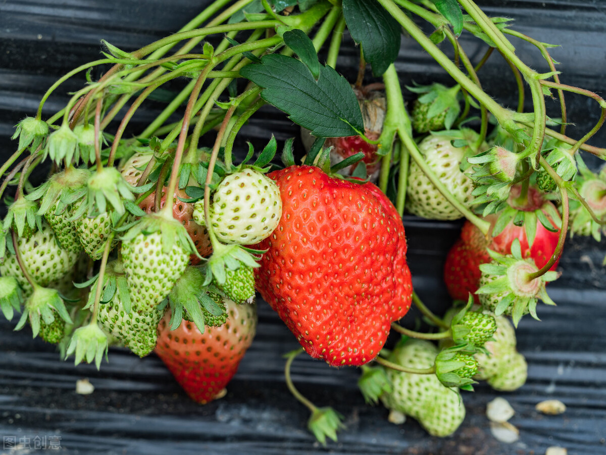 红艳的草莓,草莓红的正常吗